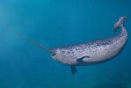narwhal-swimming-in-the-sea-768x518.jpg