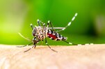Macro-Aedes-aegypti-Mosquito-human-blood.jpg