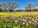 shark-bay-wildflowers-7-1024x768.jpg