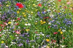 Geraldton Wildflowers Western Australia.jpg
