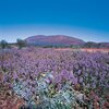 Australian-wildflower-season-with-exceptional-views.jpg