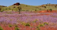 native australian wildflower season og.jpg