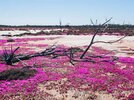 WA-wildlflowers-in-bloom-1.jpg