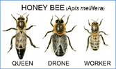 Photograph-showing-the-honey-bees-viz-queen-drone-and-worker.png