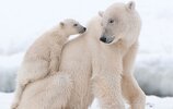 Polar-Bear-Facts-1.jpg