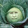 WerribeeSouthCabbage